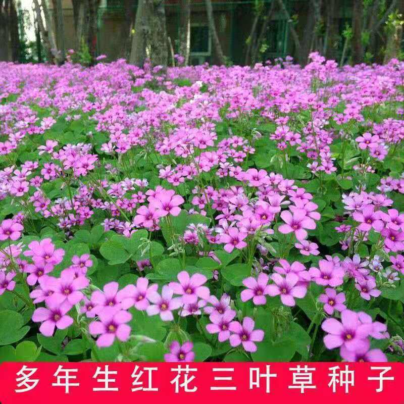 四季好种易活幸运草三叶草红三叶草籽红花醡浆草种球种子果园绿肥