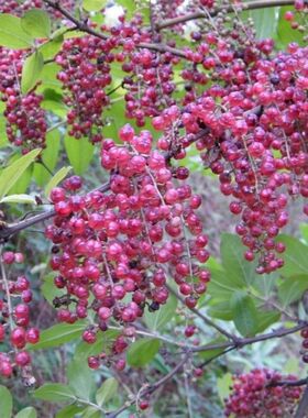 马桑种子水马桑车桑子木豆树木豆猪屎豆马棘种子马桑醉鱼桑葚桑树