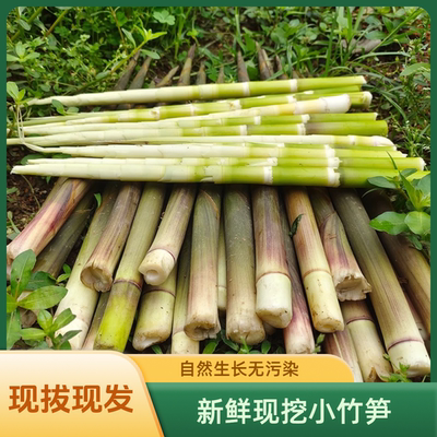 2025湖南茶陵新鲜野生小竹笋带壳现拔现发春笋新鲜脆笋甜笋