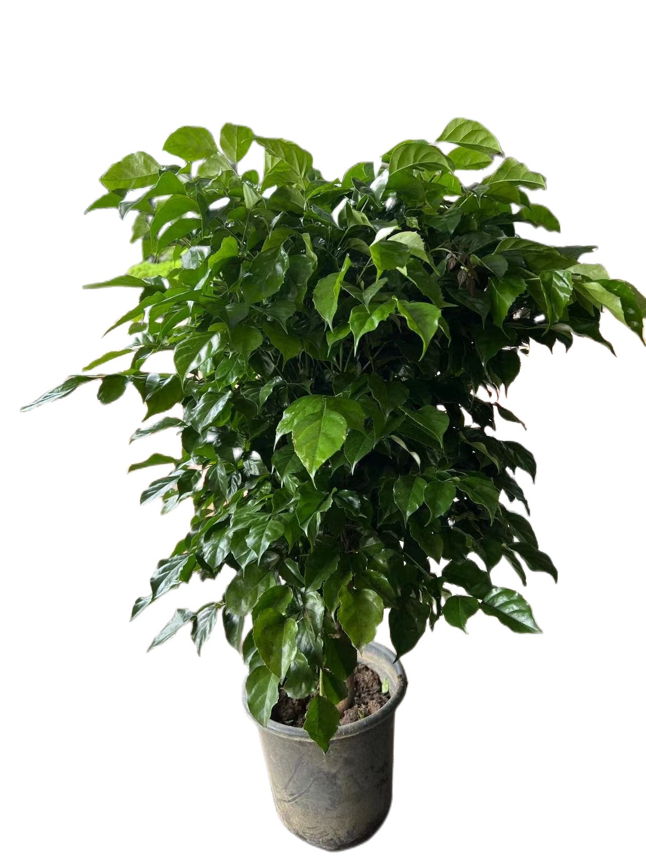 幸福树盆栽大型绿植绿宝室内吸甲醛招财办公室客厅植物