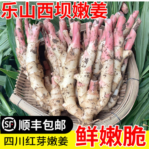 【顺丰包邮】四川乐山西坝现挖新鲜蔬菜嫩姜仔姜生姜子姜五指姜