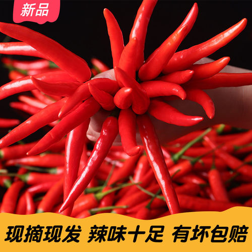 四川新鲜小米辣椒泡菜辣椒酱