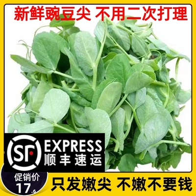 现摘四川新鲜豌豆尖时令蔬菜应季