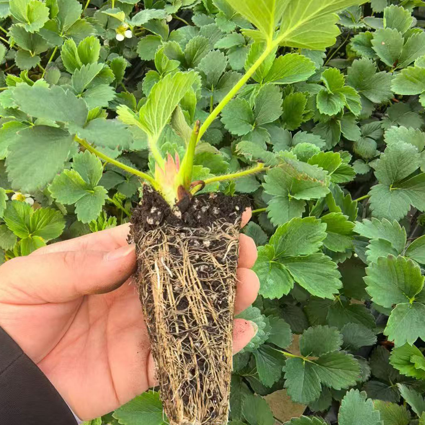 草莓苗穴盘苗苗秧四季奶油脱毒