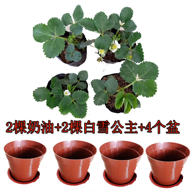 草莓盆奶油白雪公主牛奶带土当年结果南北方带果种植新苗果苗