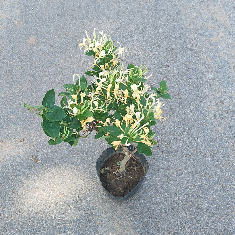 金银花树苗四季开花食花卉绿盆栽
