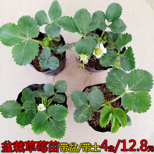 四季盆栽草莓苗室外南方带盆果树