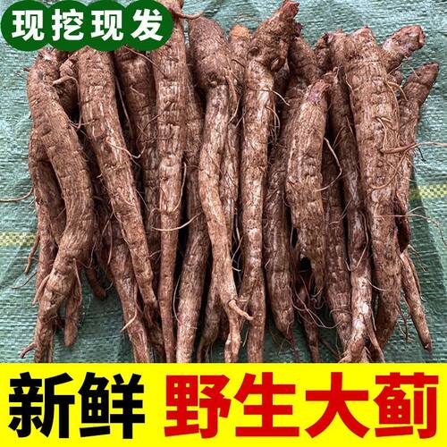 云南野生大蓟根马刺根恶鸡婆刺萝卜新鲜现挖包邮炖鸡排骨猪蹄清热