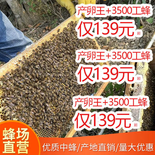 土蜂中蜂蜂群蜂场批发新开产王