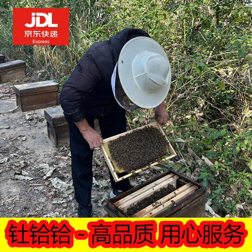 中蜂蜂群带王蜜蜂活体养殖带子脾阿坝蜂王带蜂箱中华土蜂出售笼蜂