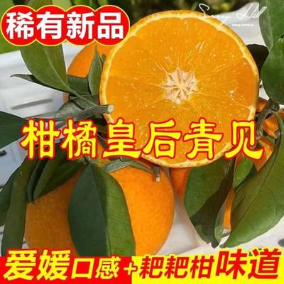 食用农产品橙新鲜采摘青见