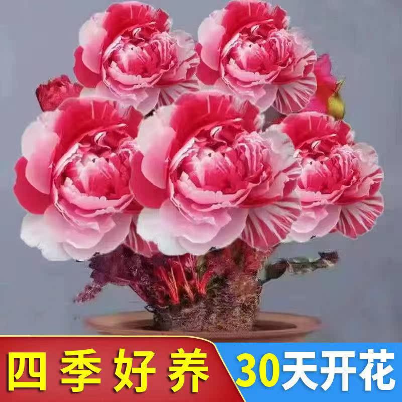 净化空气 四季开花浓香型驱蚊花草苗驱蝇盆栽地栽南北