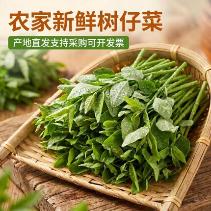 广西新鲜树仔菜500g天绿香甜菜潮汕菜野菜酒楼私房菜酒店食材凉拌