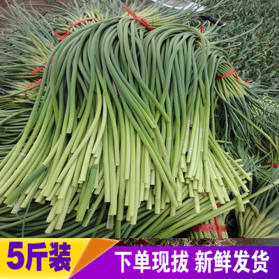 2025年新鲜蒜苔蒜苔鲜富贵