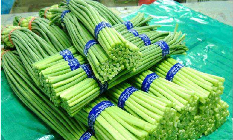 新鲜蒜薹  新鲜蔬菜蒜苔  净重5斤装包邮清爽可口鲜嫩。