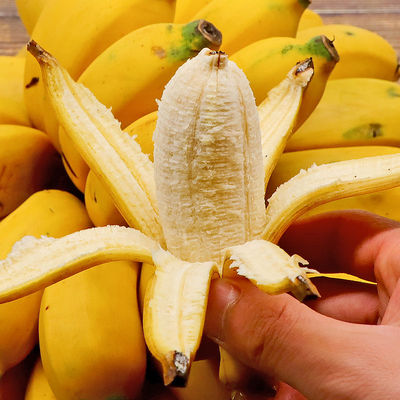 广西现摘小米蕉新鲜水果包邮banana粉蕉牛角香蕉芭蕉西贡蕉9斤装