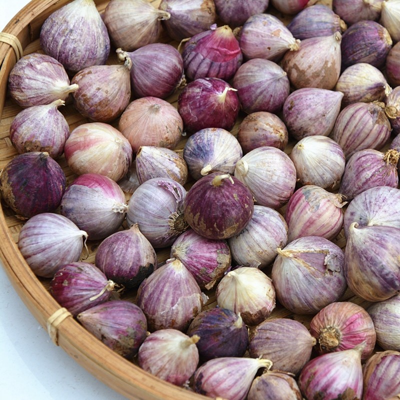 云南农家自种紫皮迷你独头蒜新鲜独头珍珠蒜大头蒜净重1斤装.