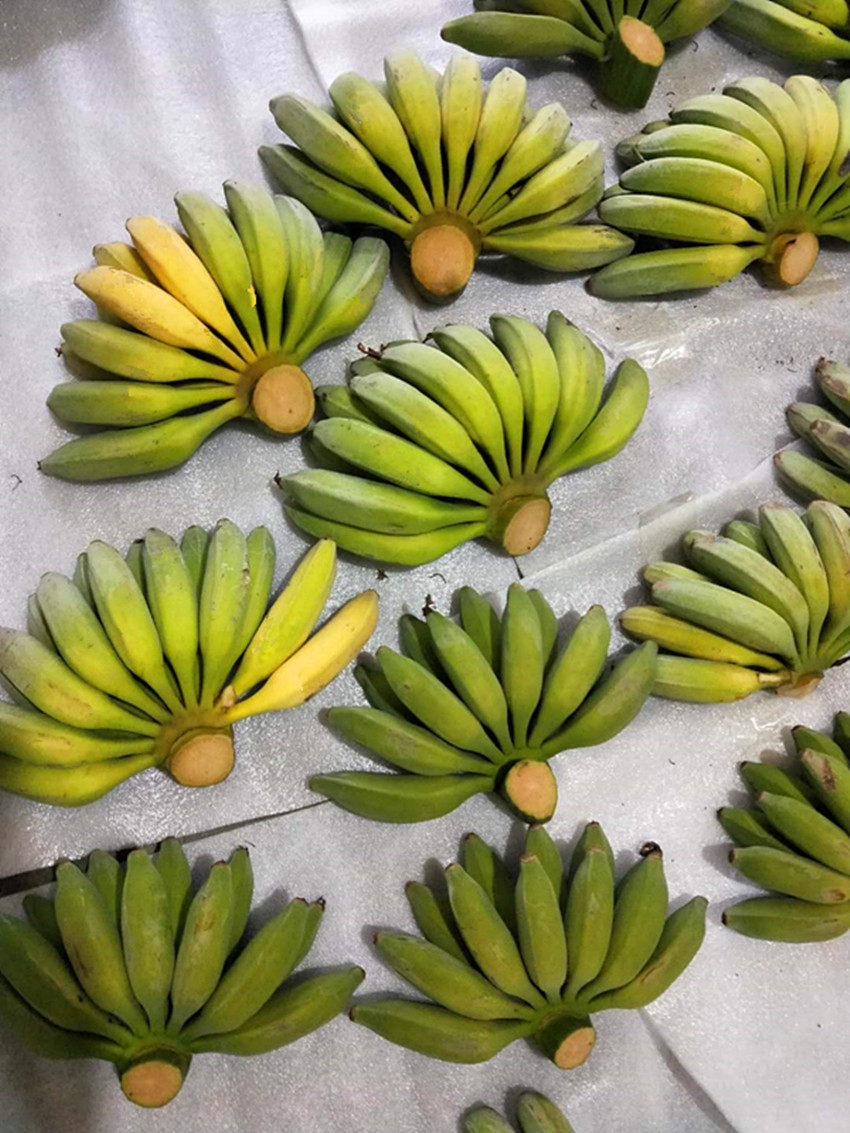 四川小芭蕉新鲜水果小米蕉新鲜小香蕉香软可口5斤带箱装.