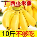 banana 包邮 水果新鲜10斤自然熟整箱苹果香蕉芭蕉 广西小米蕉当季