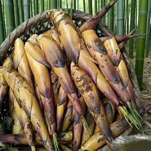 新鲜带壳苦竹笋新鲜竹笋农家自种现挖现发嫩笋尖笋片