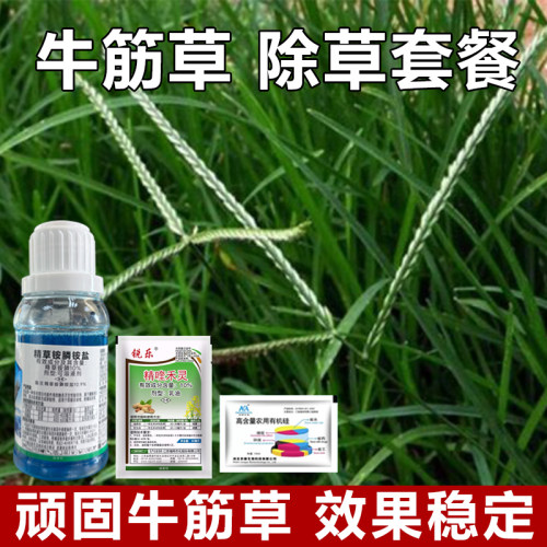 牛筋草烂根除草剂小飞蓬荒地