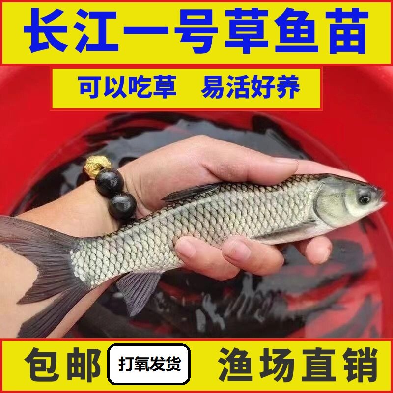 草鱼草混子草皖鱼优质鱼苗批发四大家鱼好养易活包邮