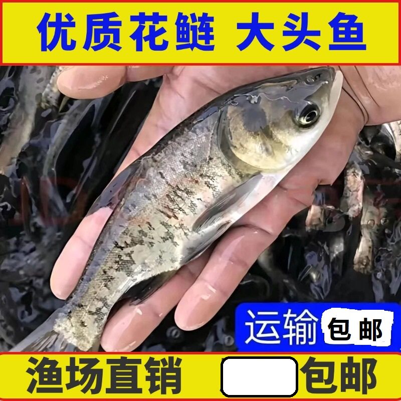 花鲢鱼苗鲢鳙鱼大头鱼胖头鱼苗花鲢四大家鱼好养易活包邮江苏发货