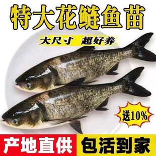 花鲢鱼苗鲢鳙鱼苗大头鱼苗胖头鱼苗淡水花鲢四大家鱼好养易活 包邮