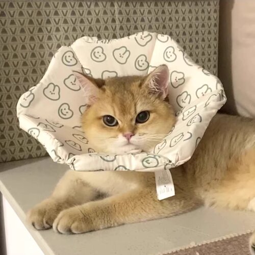 宠物伊丽莎白圈可调节项圈猫咪狗狗绝育防舔防咬美容头套清洁项圈