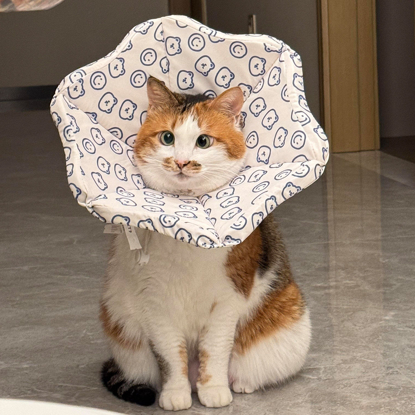 宠物伊丽莎白可调节项圈猫咪脖圈绝育耻辱圈防舔防抓头套宠物项圈,宠物/宠物食品及用品,宠物伊丽莎白圈,淘宝优惠券,粉丝福利购,淘宝优惠卷