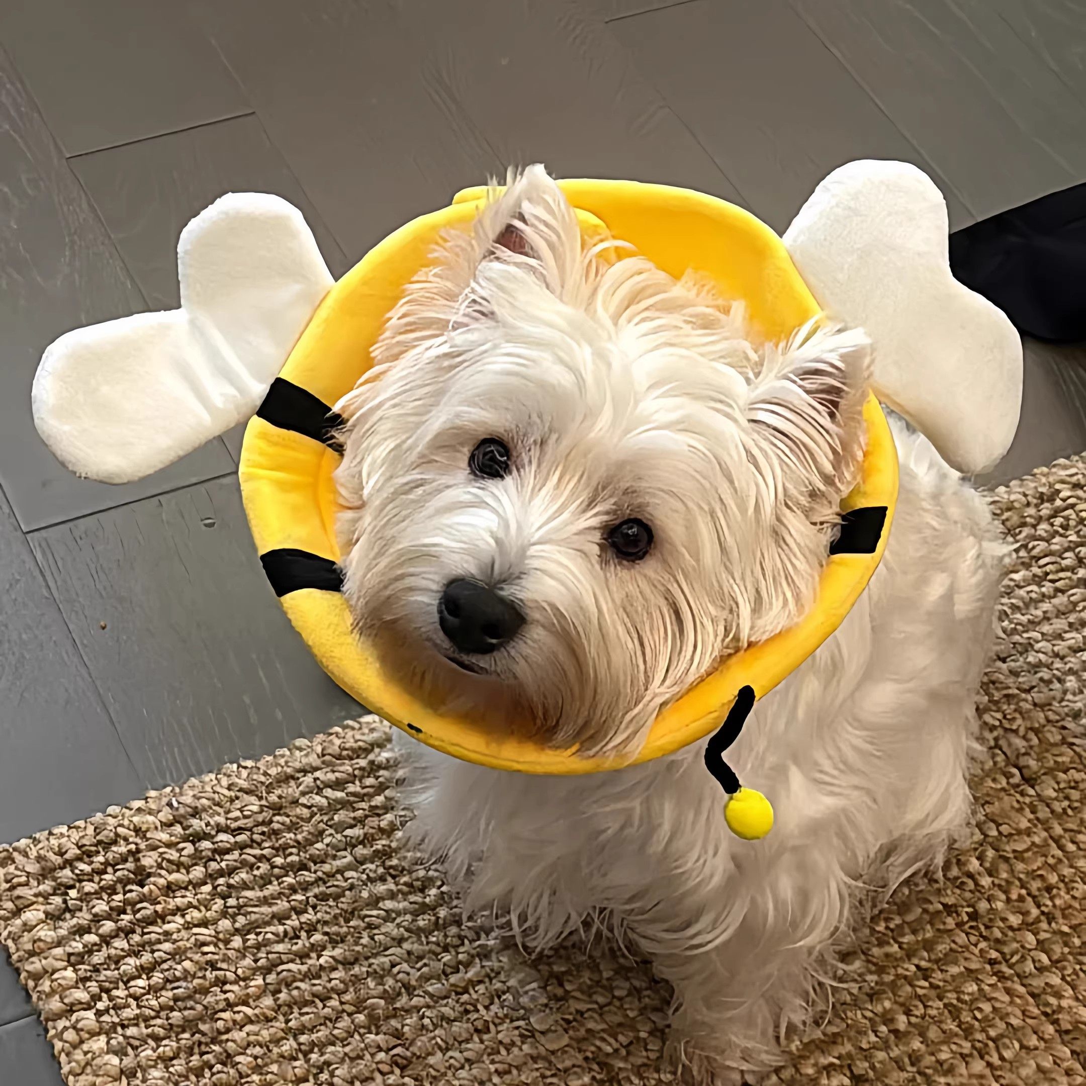 猫咪狗狗伊丽莎白圈绝育术后防抓防舔幼猫成猫可调节头套宠物用品,宠物/宠物食品及用品,宠物伊丽莎白圈,淘宝优惠券,粉丝福利购,淘宝优惠卷