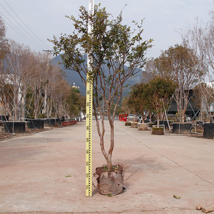 特价小土球沙巴嘉宝果台湾树葡萄庭院造景大型绿植盆栽可观赏果树