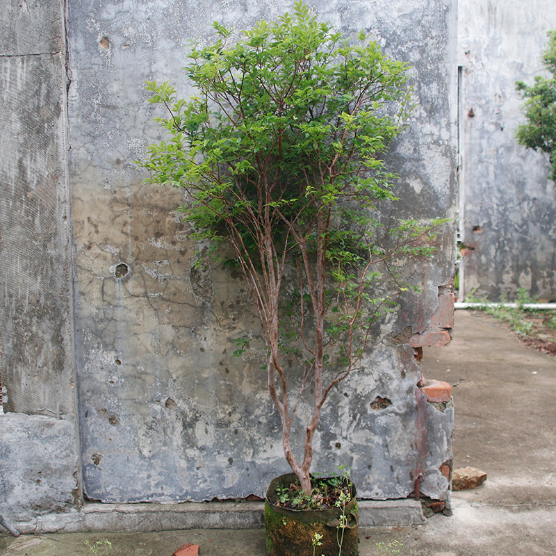 特价小土球沙巴嘉宝果台湾树葡萄庭院造景大型绿植盆栽可观赏果树