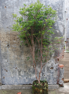 特价小土球沙巴嘉宝果台湾树葡萄庭院造景大型绿植盆栽可观赏果树