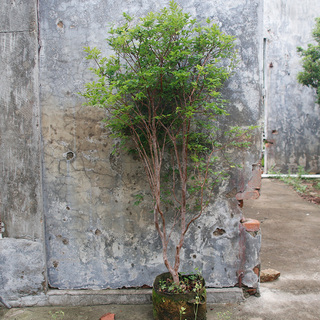 特价小土球沙巴嘉宝果袋苗台湾树葡萄庭院大型绿植盆栽可观赏果树