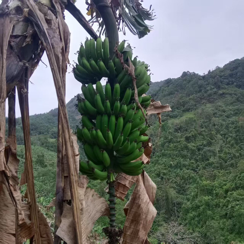 云南哀牢山生态老品种香蕉新鲜采摘孕妇水果甜糯青皮香蕉自然熟