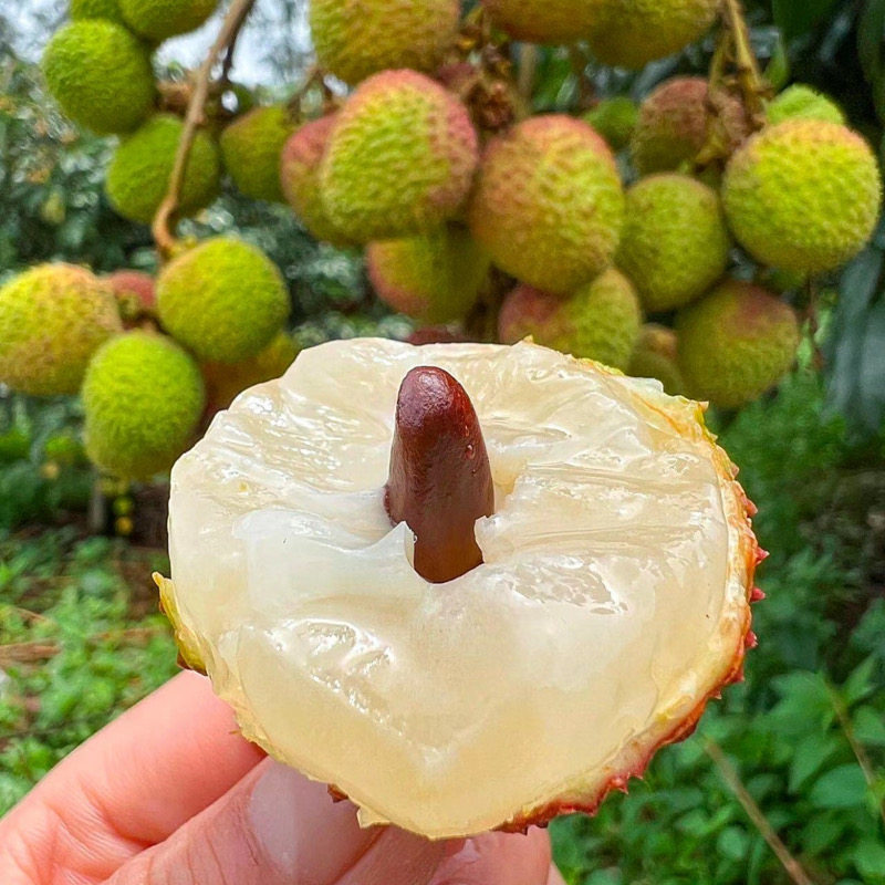 云南新平哀牢山妃子笑荔枝新鲜采摘当季孕妇水果超甜老树精品果
