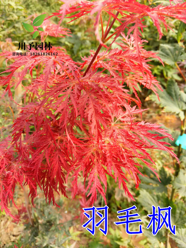 红羽毛枫树苗垂枝羽毛枫盆景日本红枫别墅绿化风景树庭院耐寒苗木