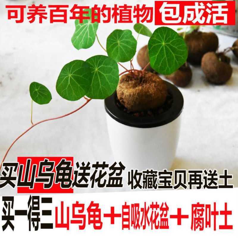 红藤圆叶山乌龟植物盆栽金不换阳台花园绿植多肉块根爬藤花卉水培