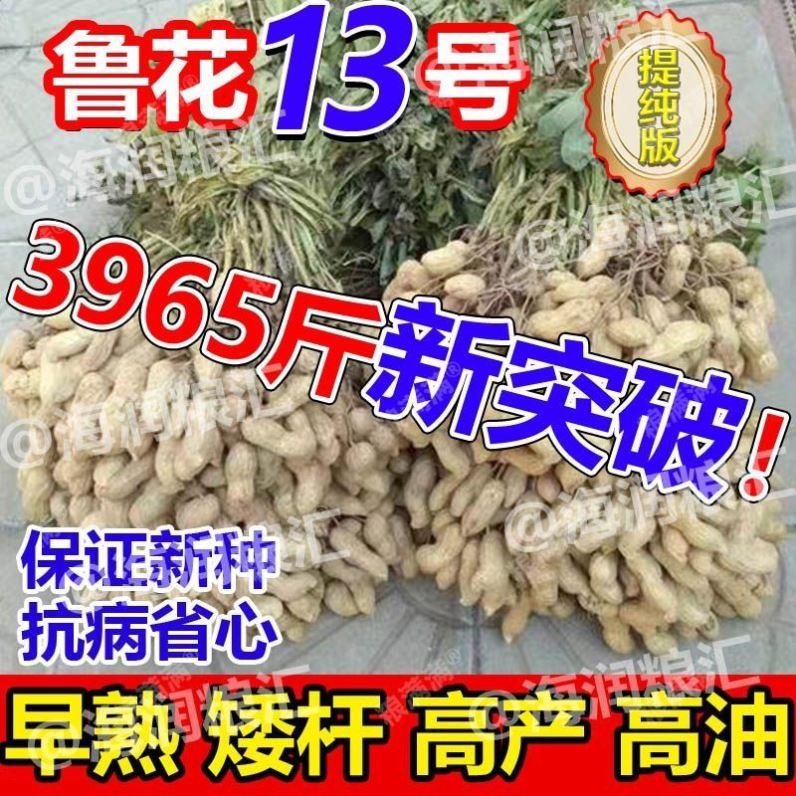 鲁花13号超高产花生种子原种薄壳矮秆早熟高油抗旱农科院花生新品