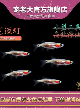 龙须灯鱼活体南美清洁工具