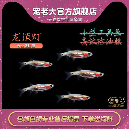 龙须灯鱼活体南美清洁工具
