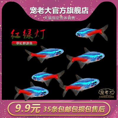 小型宝莲灯活体孔雀鱼