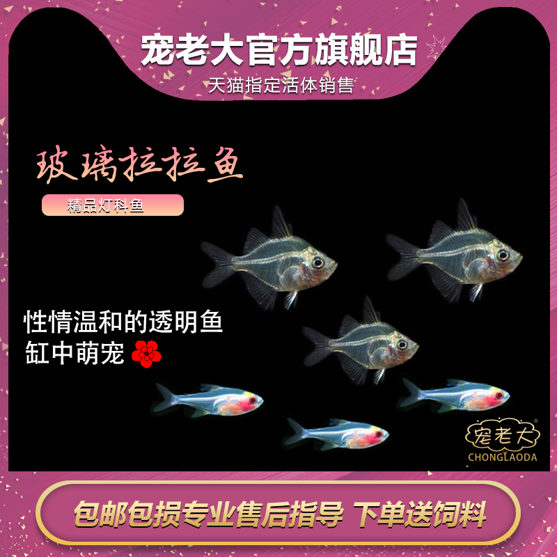 玻璃拉拉鱼玻璃猫鱼热带鱼观赏鱼透明的鱼红肚皮水晶群游草缸混养