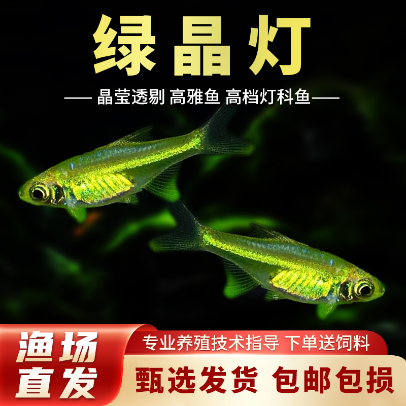 热带鱼草缸透明群游鱼绿晶灯绿色宝莲灯红绿灯小型宠物鱼淡水活体