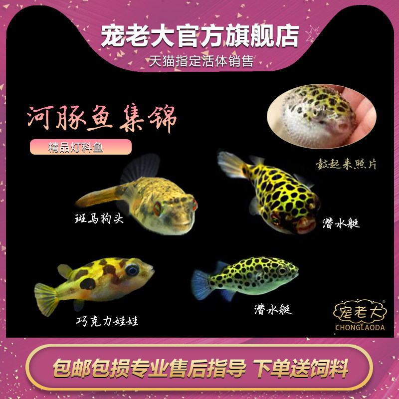 潜水艇鱼河豚鱼观赏鱼巧克力娃娃鱼活体草缸除螺会生气的鱼热带鱼