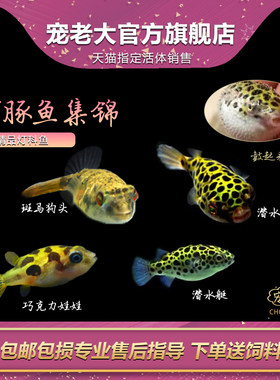 好养娃娃鱼除螺热带鱼河豚鱼