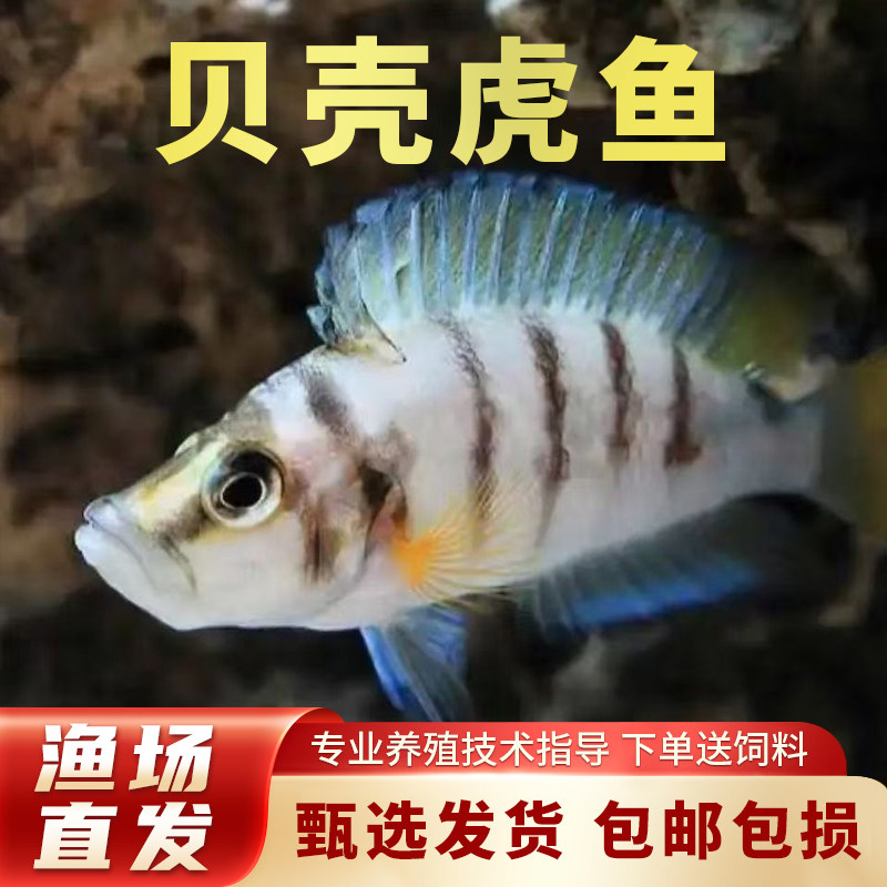 贝壳虎鱼活体非洲三湖慈鲷鱼苗观赏坦鲷卷贝喷点纹淡水热带鱼活体