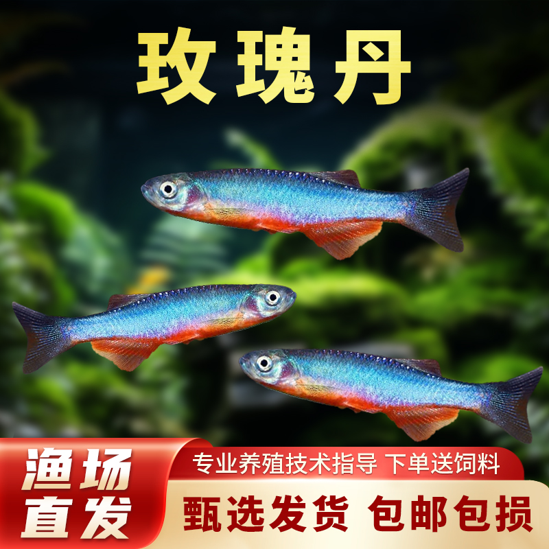 玫瑰丹鱼稀有原生鱼小型冷水鱼观赏鱼淡水小鱼冷水观赏鱼好养耐活