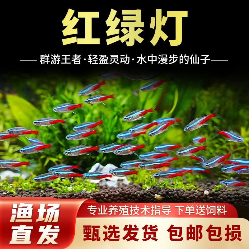 红绿灯小型灯科鱼孔雀鱼热带观赏鱼淡水宝莲灯鱼活体鱼群游鱼包邮